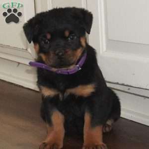 Freya, Rottweiler Puppy